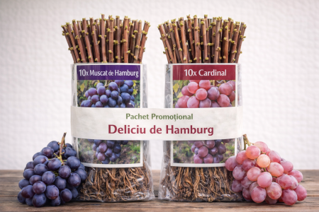 Soiuri de masă - Struguri Muscat de Hamburg și Cardinal – pachet 20 butași