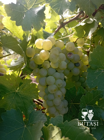 Butasi viță de vie Fetească Regală - soi alb, butași certificați [1]