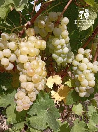 Albe - Butasi viță de vie Fetească Regală - soi alb, butași certificați