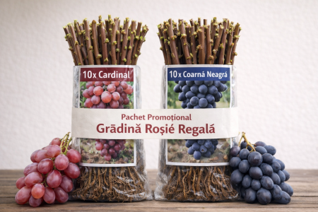 Soiuri de masă - Pachet promo Grădină Roșie Regală 20 butași Cardinal Coarnă Neagră struguri roșii
