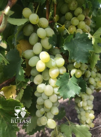 Soiuri de masă - Butasi viță de vie Italia - soi alb de masă, boabe mari și crocante