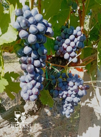 Soiuri de masă - Butasi viță de vie Muscat de Adda - soi de masă negru aromat și productiv