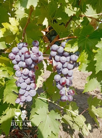 Soiuri de masă - Butasi viță de vie Muscat de Hamburg - soi negru aromat, boabe mari