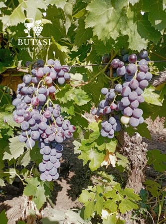Butasi viță de vie Muscat de Hamburg - soi negru aromat, boabe mari [1]