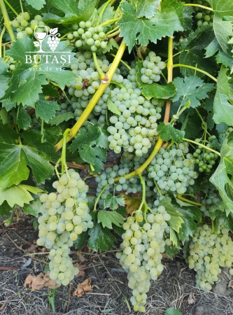 Butasi viță de vie Muscat de Poloskei - soi alb aromat, fructe mari [1]
