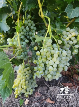 Soiuri de masă - Butasi viță de vie Muscat de Poloskei - soi alb aromat, fructe mari