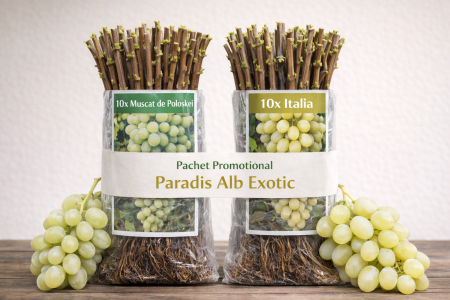 Soiuri de masă - Pachet Paradis Alb Exotic 20 butași Poloskei Italia struguri albi muscat