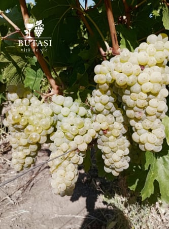 Butasi viță de vie Riesling Italian - butași certificați pentru vin alb [2]