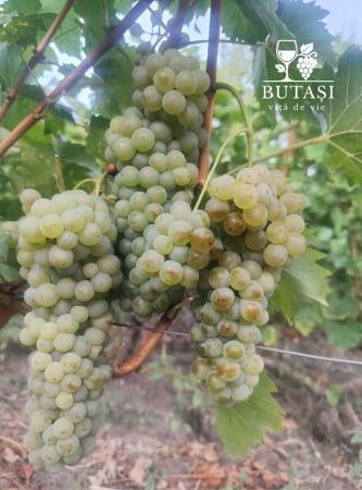 Butasi viță de vie Riesling Italian - butași certificați pentru vin alb [1]