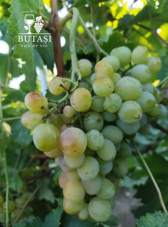Soiuri de masă - Butași viță de vie Roșfor - soi de masă, butași certificați