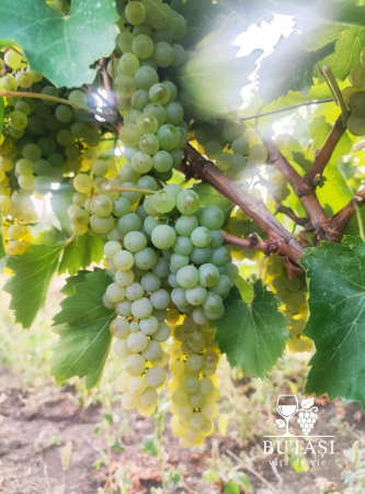 Butasi viță de vie Sauvignon Blanc - butași altoiți certificați pentru vin alb de calitate superioară [1]