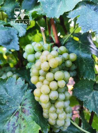 Butasi viță de vie Tămâioasă Românească - soi aromat, butași certificați [1]