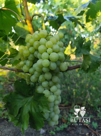 Soiuri de masă - Butasi viță de vie Victoria - soi alb, boabe mari și crocante