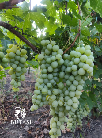 Butasi viță de vie Victoria - soi alb, boabe mari și crocante [2]