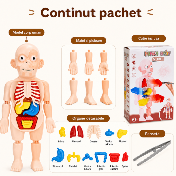 Jucarie educativa corp uman, model anatomic cu organe detasabile, 17 piese STEM [4]