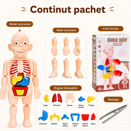 Jucarie educativa corp uman, model anatomic cu organe detasabile, 17 piese STEM [3]