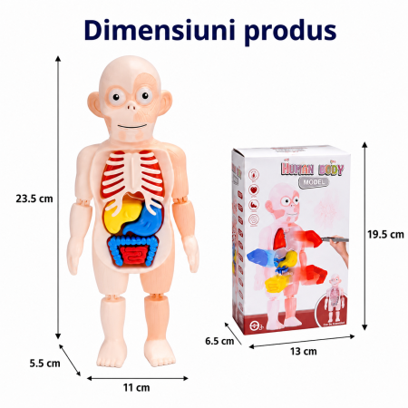 Jucarie educativa corp uman, model anatomic cu organe detasabile, 17 piese STEM [4]