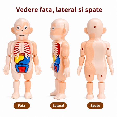 Jucarie educativa corp uman, model anatomic cu organe detasabile, 17 piese STEM [1]