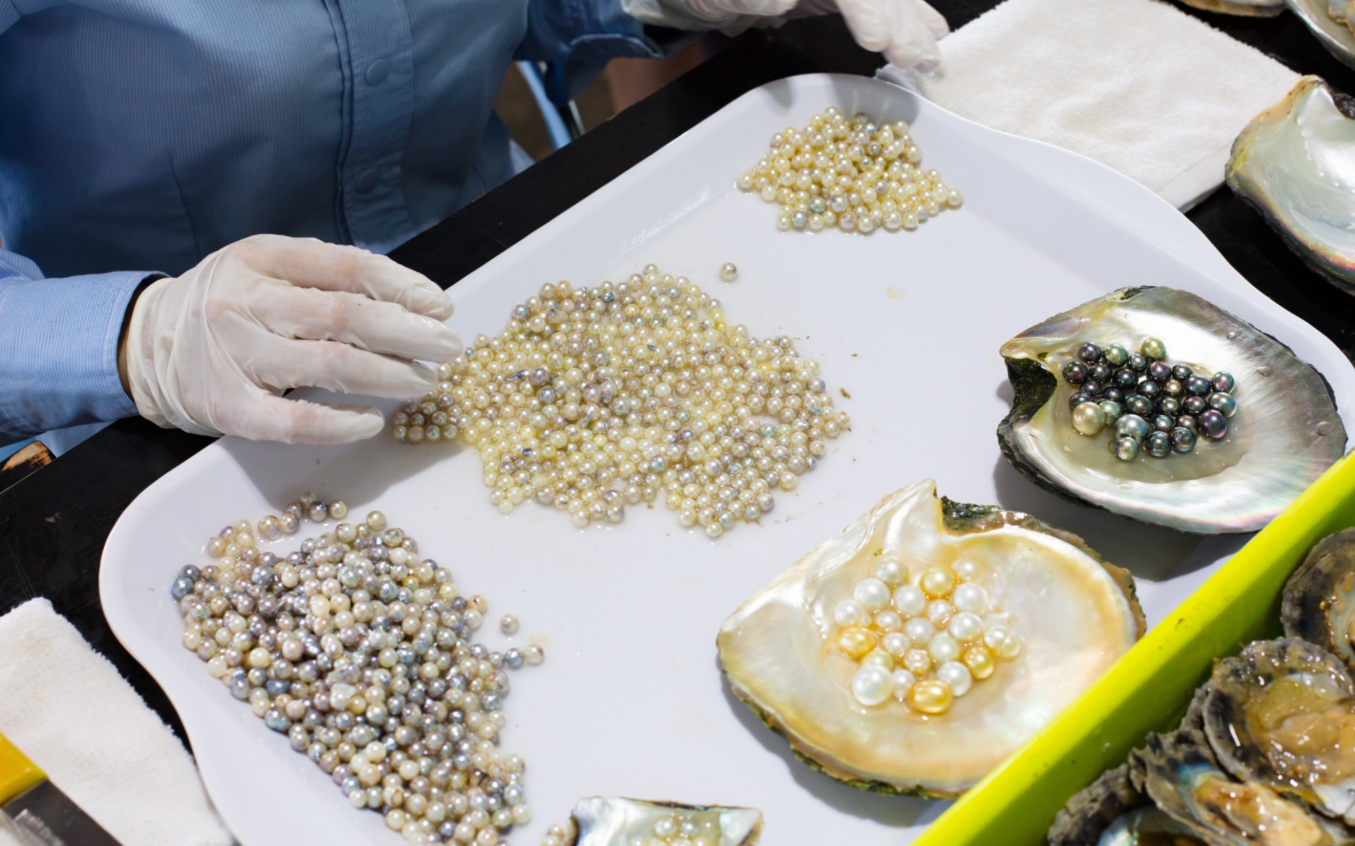 recoltare perle
