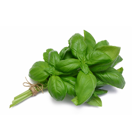 VERDETURI & PLANTE AROMATICE - Busuioc proaspăt – plantă aromatică la caserolă 30g
