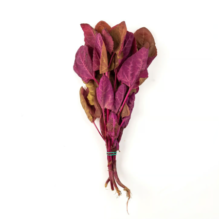 VERDETURI & PLANTE AROMATICE - Lobodă roșie proaspătă – verdeață nutritivă la legătură