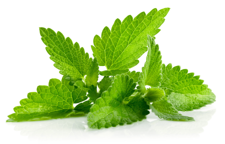 VERDETURI & PLANTE AROMATICE - Mentă proaspătă – plantă aromatică la caserolă 30g