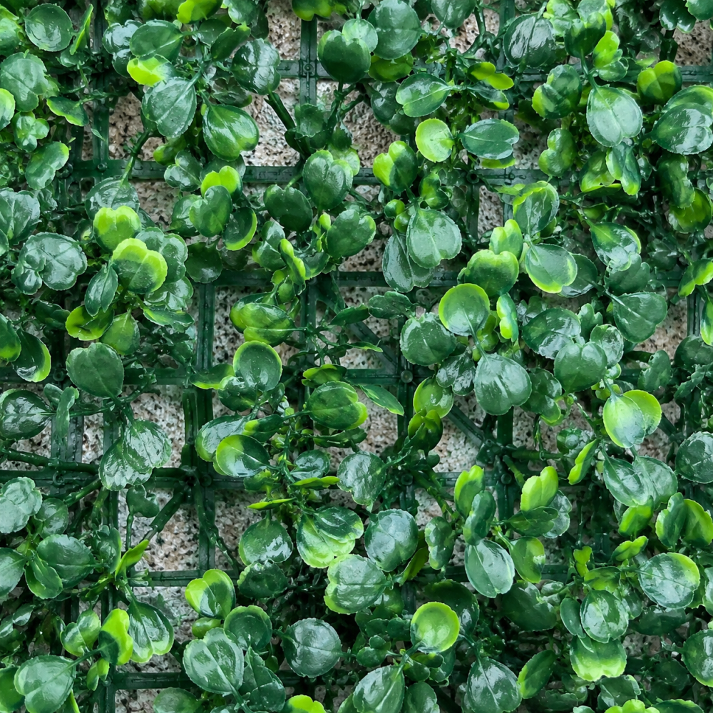 Panou de Gard Viu Artificial Aglaia Odorata, 40 x 60 cm, Verde [2]