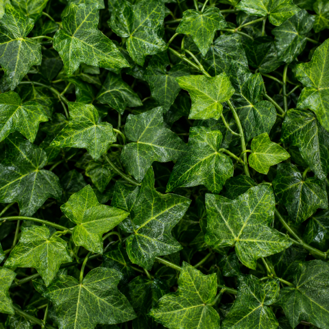 Ghirlanda Artificiala din Iedera, 12 Ramuri x 72 Frunze, Verde [1]