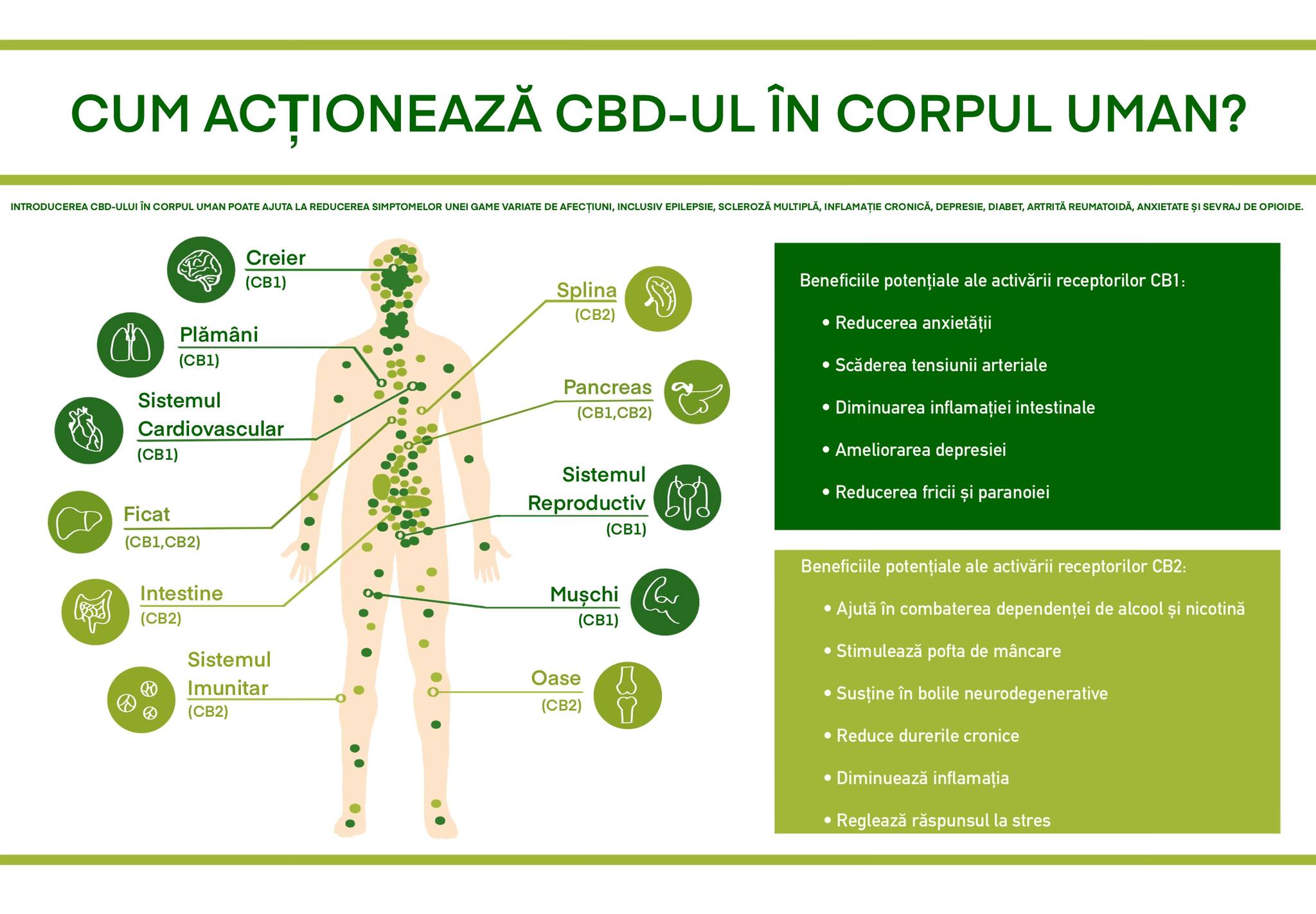 Ghid complet al sistemului endocanabinoid