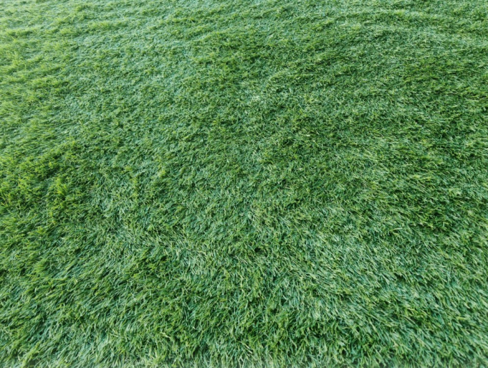 Covor Gazon Verde ieftin [4]