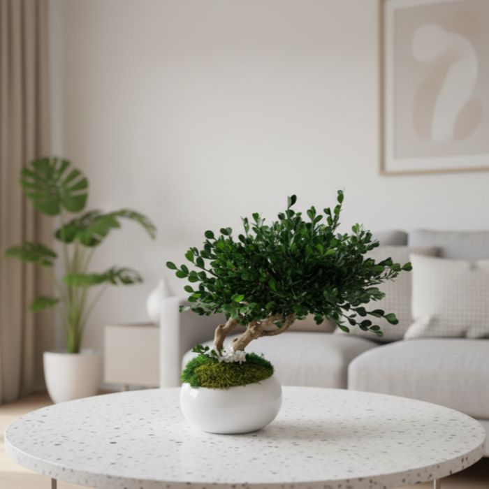 BONSAI NATURAL STABILIZAT IN VAS CERAMIC ALB [3]