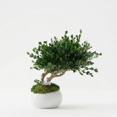 Cadouri Decorative - BONSAI NATURAL STABILIZAT IN VAS CERAMIC ALB