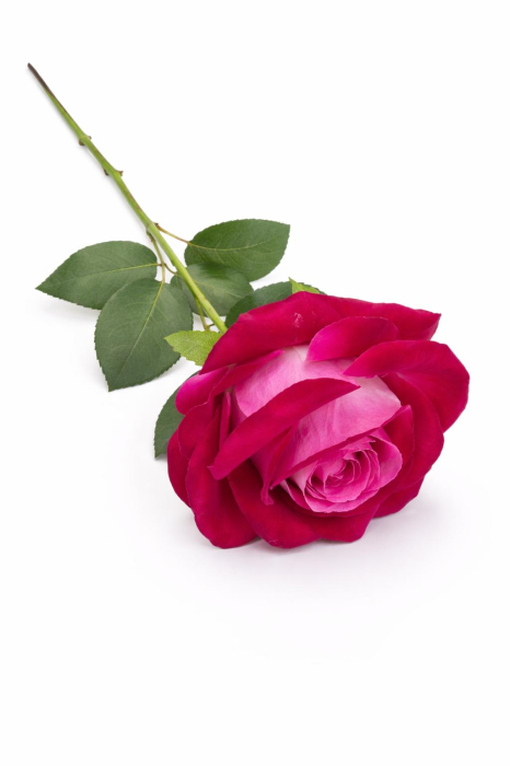 Trandafir artificial fucsia cu alb petale catifea aspect natural elegant 50 cm [2]