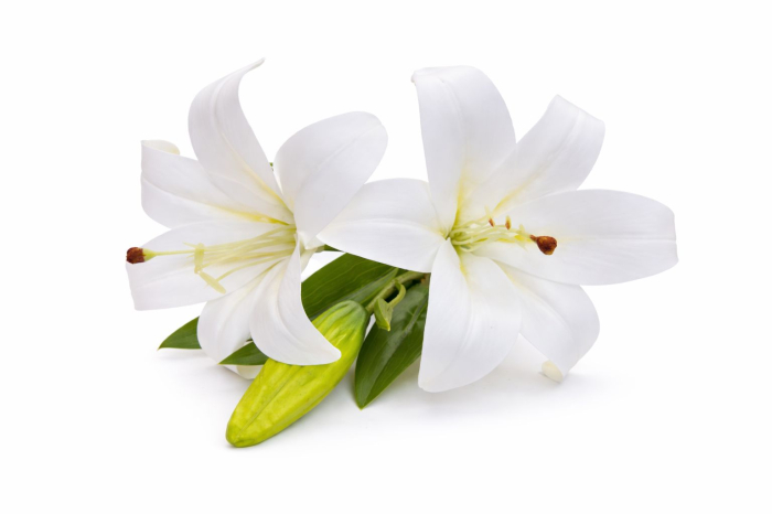 Crin artificial alb delicat cu 2 flori si boboc aspect elegant decorativ 35 cm [3]