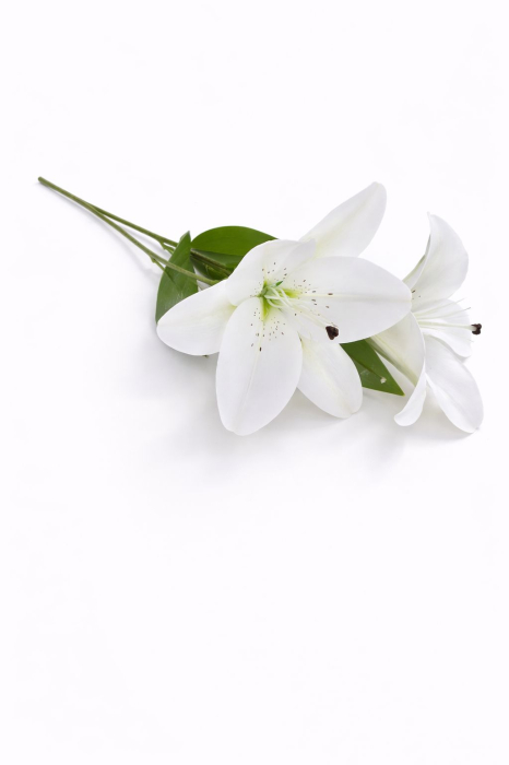 Crin artificial alb elegant cu 2 flori si boboc decorativ pe fir unic 63 cm [3]