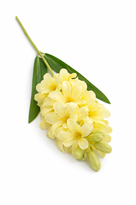 Zambila artificiala galbena decorativa, 31 flori si 9 boboci, inaltime 75 cm [2]