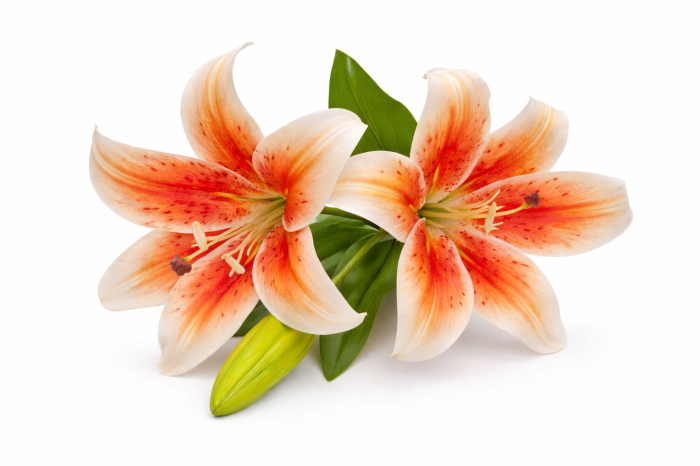 Crin artificial portocaliu cu alb cu 2 flori si boboc aspect natural elegant 35 cm [4]