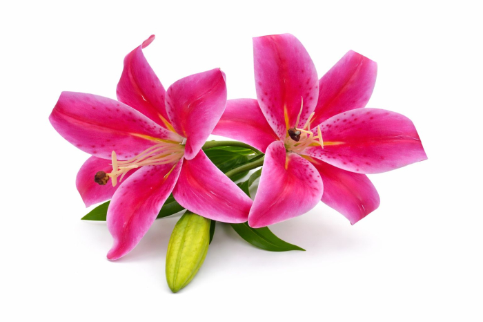 Crin artificial roz intens cu 2 flori si boboc aspect elegant decorativ 35 cm [3]