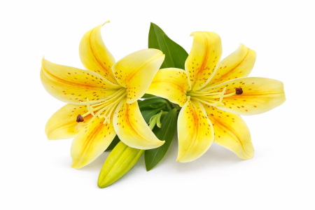 Crin artificial galben intens cu 2 flori si boboc aspect natural elegant 35 cm [2]