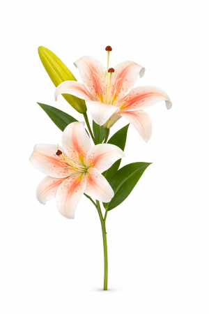 Flori Artificiale - Crin artificial alb cu accente visinii, 2 flori, boboc si frunze, 35 cm