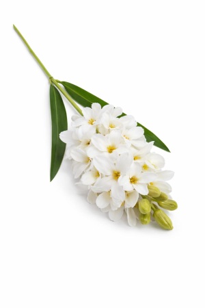 Zambila artificiala eleganta alb pur, 31 flori si 9 boboci, 75 cm [2]