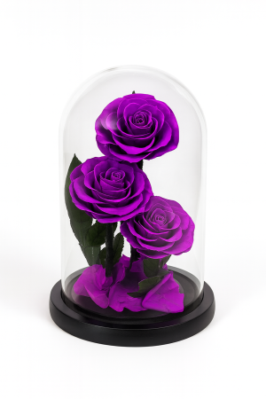 Trandafiri Mov Criogenati sub Cupola din Sticla, 23x14 cm, Aranjament Cadou Premium [2]