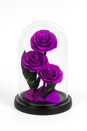 Cupole cu flori naturale criogenate - Trandafiri Mov Criogenati sub Cupola din Sticla, 23x14 cm, Aranjament Cadou Premium