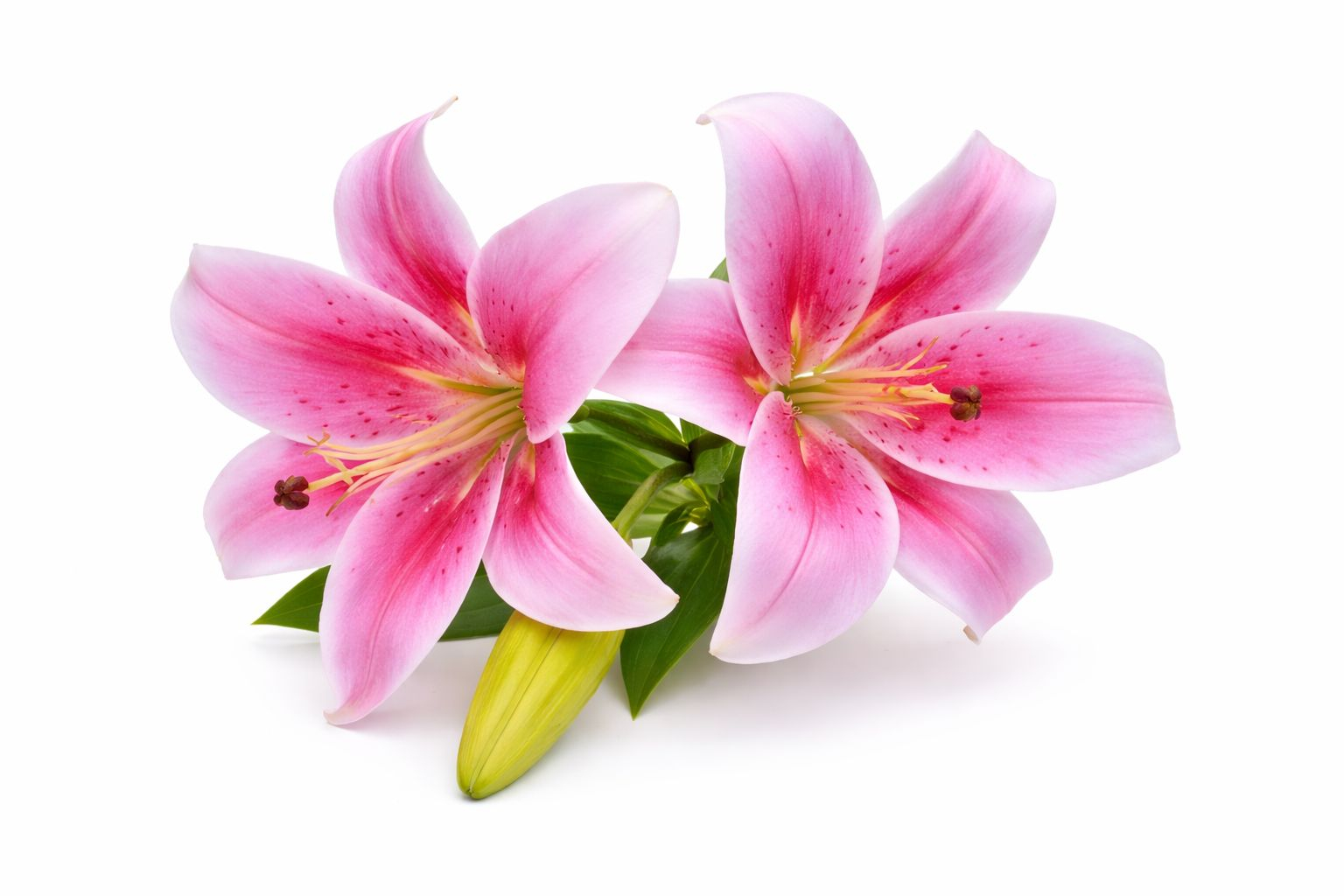 Crin artificial roz cu alb cu 2 flori si boboc aspect natural elegant 35 cm [2]