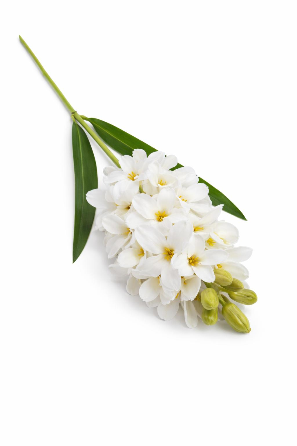 Zambila artificiala eleganta alb pur, 31 flori si 9 boboci, 75 cm [1]