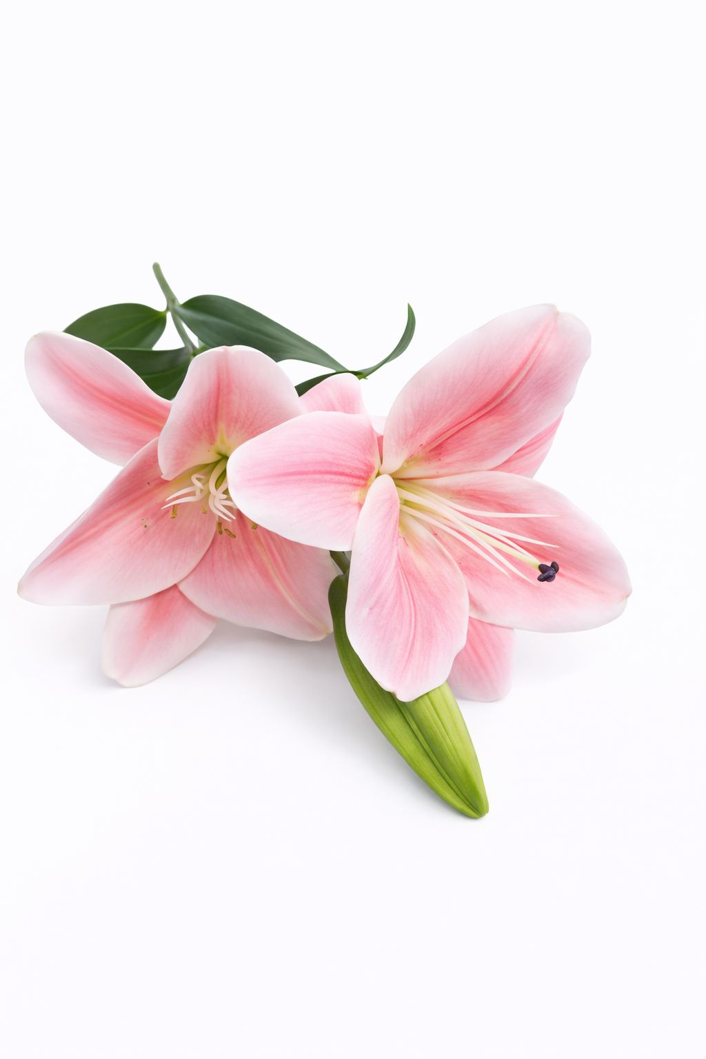 Crin artificial elegant roz delicat, 2 flori si boboc, inaltime aproximativ 70 cm [1]