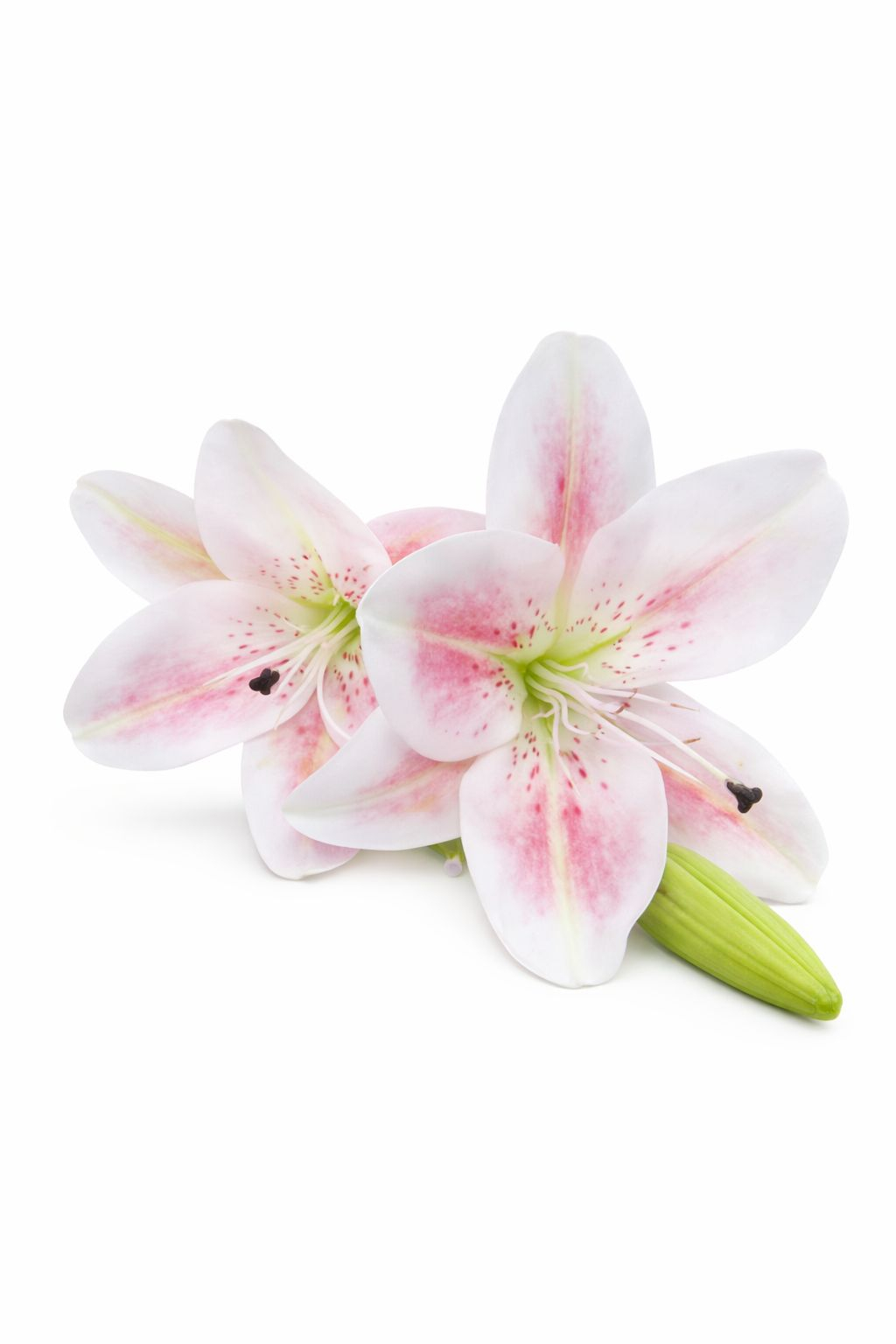 Crin artificial alb cu accente discrete roz, 2 flori si boboc pe fir unic 63 cm [2]