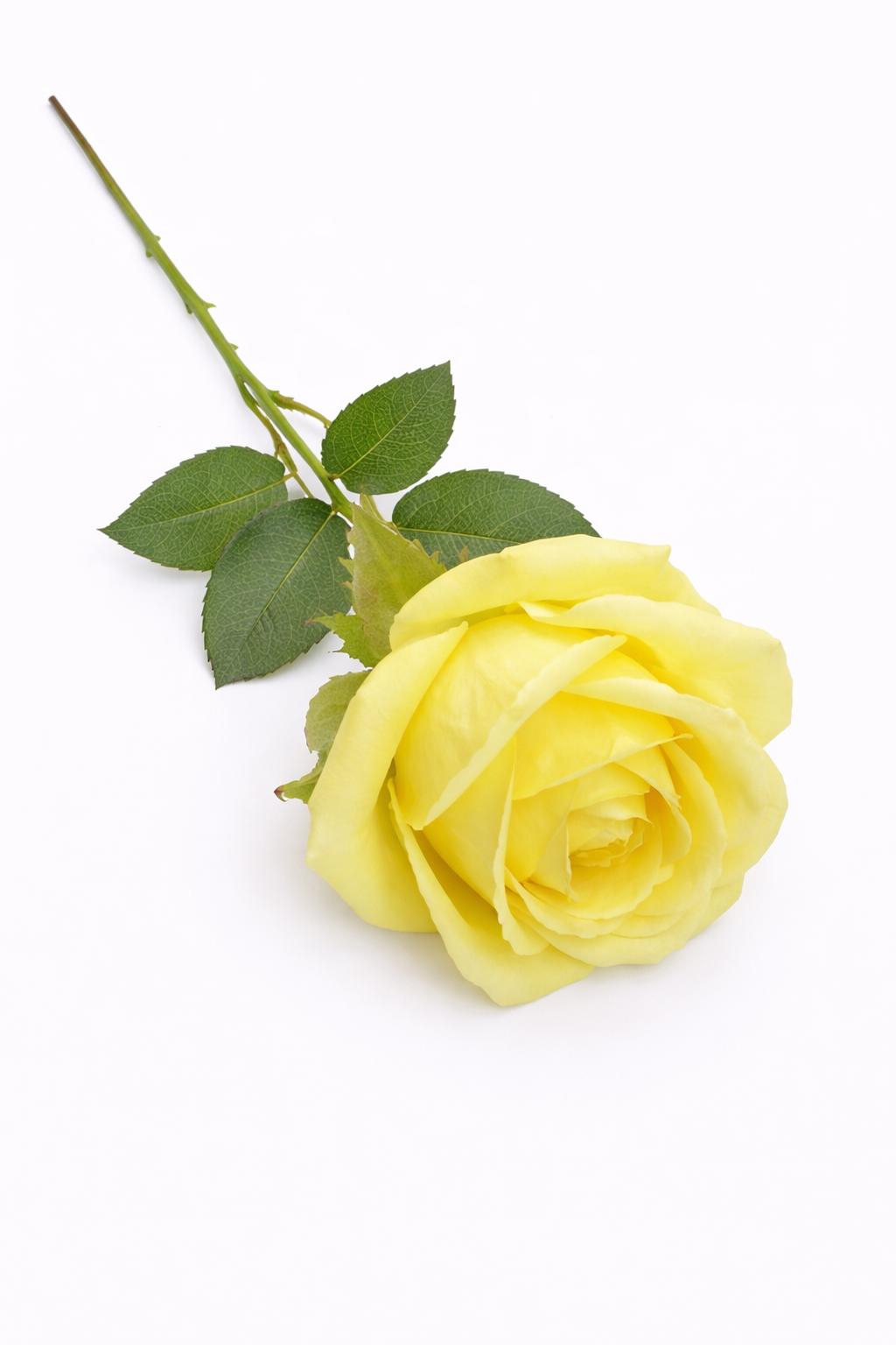 Trandafir artificial verde crud calitate superioara 50 cm diametru floare 7 cm [1]