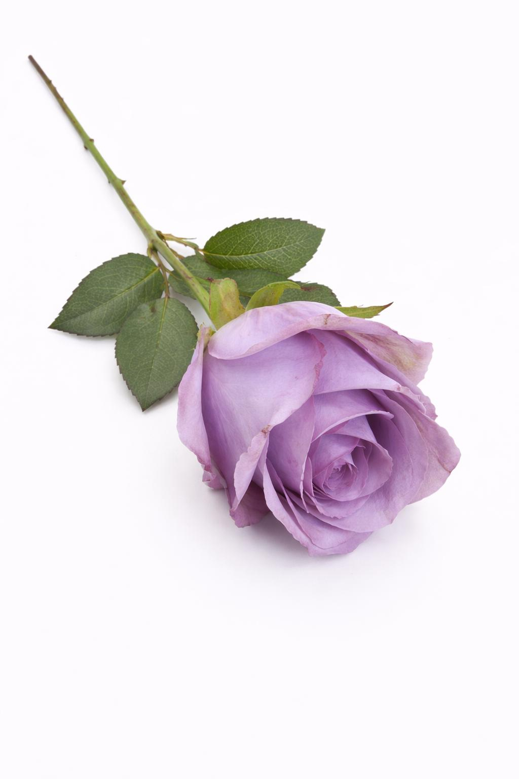 Trandafir artificial mov purpuriu calitate superioara 50 cm diametru floare 7 cm [1]