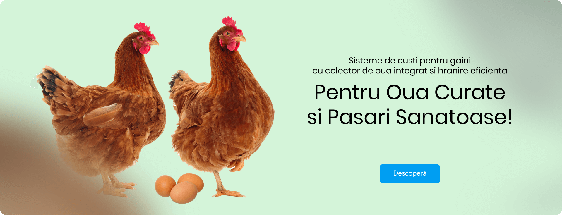 Custi pentru gaini ouatoare